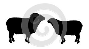 Bighorn ram and sheep couple vector silhouette illustration isolated on white. Lamb meat. Butcher shop template for craft food.