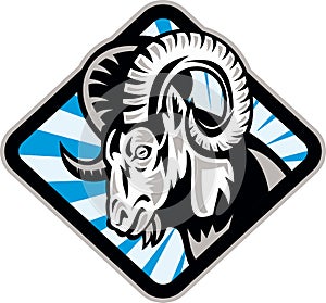 Bighorn Ram Sheep Goat