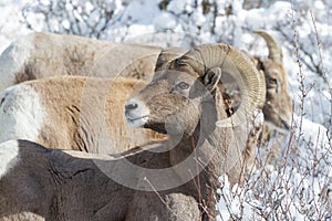 Bighorn Ram in the Snow - Colorado Rocky Mountain Bighorn Sheep