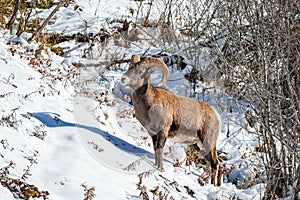 Bighorn Ram on a snow-covered Mountain