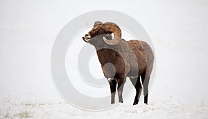 Bighorn Ram in the Snow