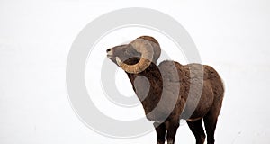 Bighorn Ram in the Snow - View of the Curl