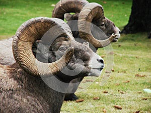 Bighorn Rams at Rest