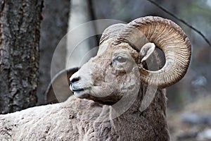 Bighorn Sheep photo