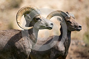 Bighorn Sheep photo