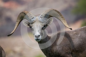 Bighorn Sheep photo