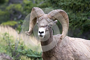 Bighorn sheep