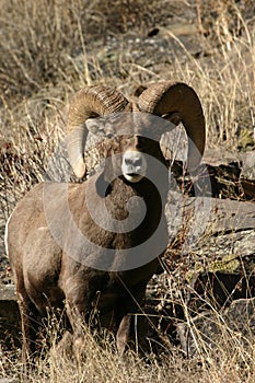 Bighorn sheep photo