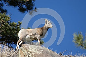 Bighorn sheep