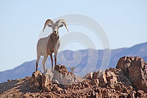 Bighorn Sheep photo