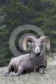 Bighorn Sheep