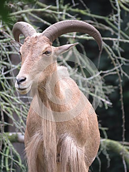 Bighorn Sheep