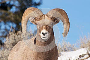 Bighorn Sheep photo