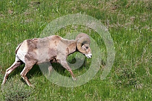 Bighorn Sheep