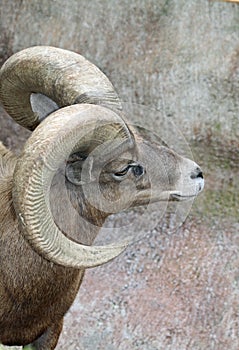 Bighorn Sheep