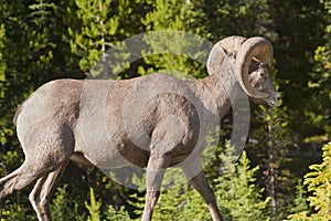 Bighorn sheep