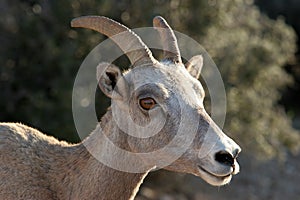 Bighorn sheep