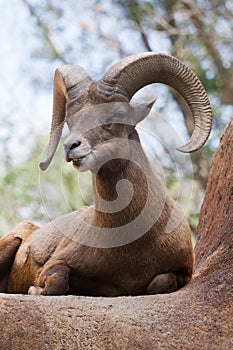 Bighorn Sheep