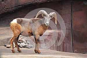 Bighorn sheep