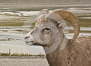 Bighorn Sheep #3