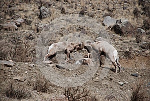 Bighorn Sheep