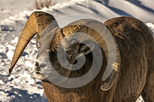 Bighorn sheep