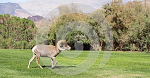 Bighorn Sheep