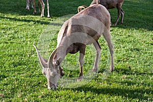 Bighorn Sheep