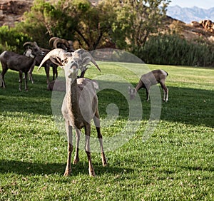 Bighorn Sheep