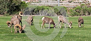 Bighorn Sheep