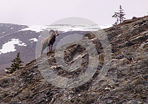 Bighorn sheep