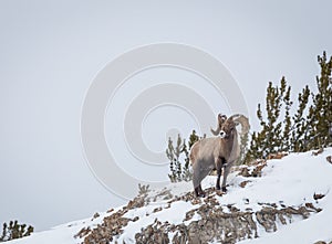 Bighorn Sheep