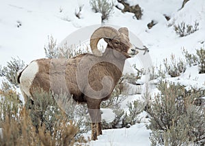 Bighorn Sheep