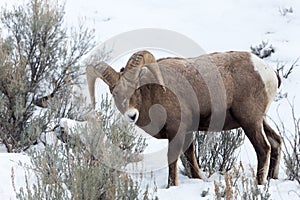 Bighorn Sheep