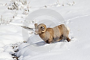 Bighorn Sheep