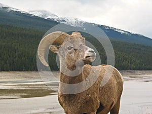 Bighorn Sheep #5