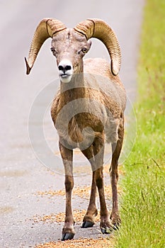 Bighorn Sheep photo