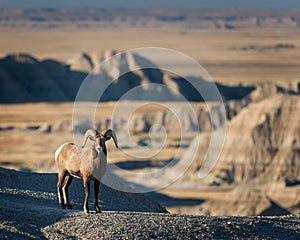 Bighorn Sheep