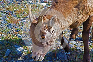 Bighorn Sheep