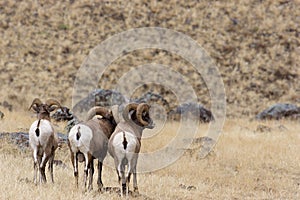 Bighorn Sheep  705009