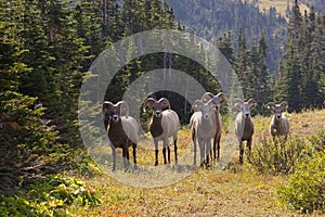 Bighorn Sheep