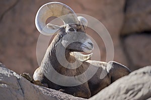 Bighorn Sheep