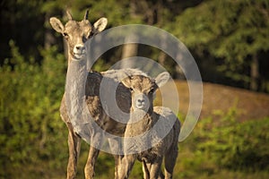 Bighorn Sheep