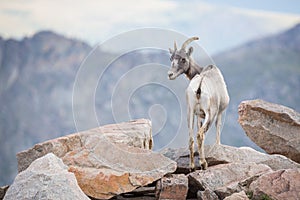 Bighorn Sheep