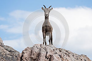 Bighorn Sheep