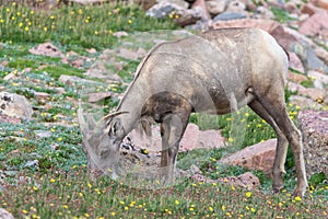 Bighorn Sheep