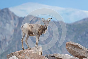 Bighorn Sheep