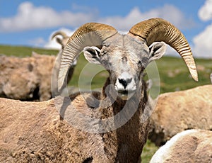 Bighorn Sheep