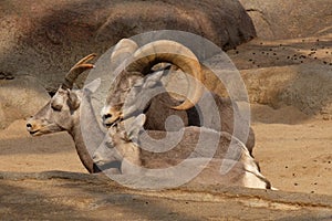 Bighorn sheep