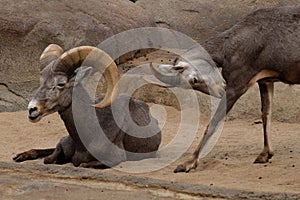 Bighorn sheep